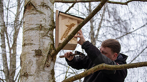 Der Oberkörper des Mannes ist von der Seite zu sehen. Er schlägt mit einem Hammer in der rechten Hand einen Nagel ein und hält mit der linken Hand den Nistkasten.