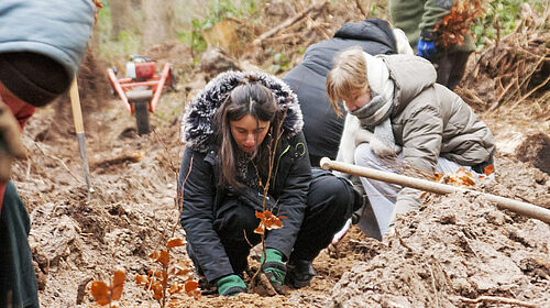 Die Personen hocken dick angezogen in der Fursche im Wald und decken die Wurzeln der kleinen Bäumchen mit Erde zu.